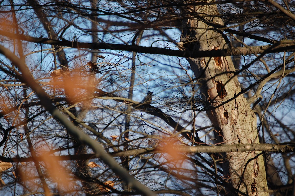 Hairy Woodpecker - ML647320331
