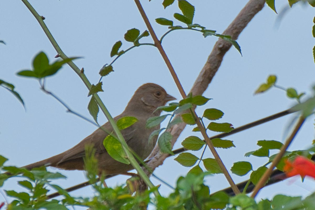 California Towhee - ML647320332