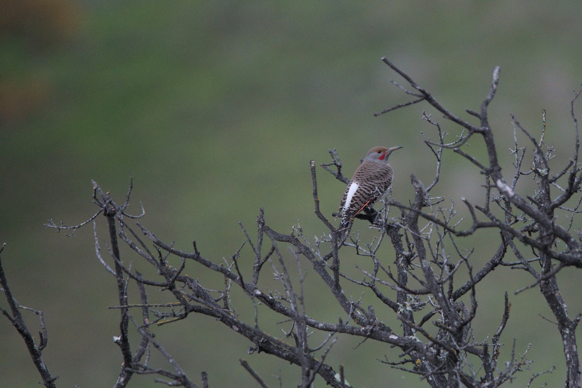 Northern Flicker - ML647320333