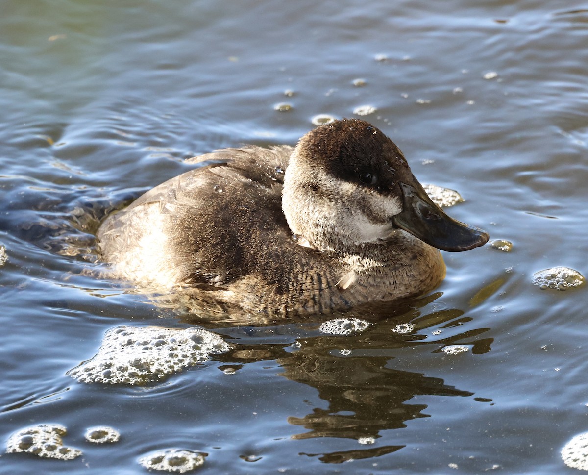 Ruddy Duck - ML647320334