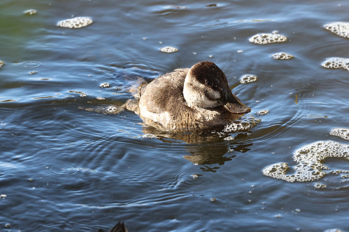 Ruddy Duck - ML647320335