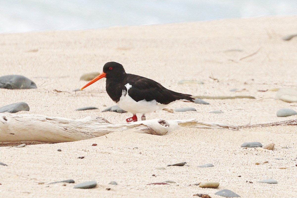 South Island Oystercatcher - ML647320336