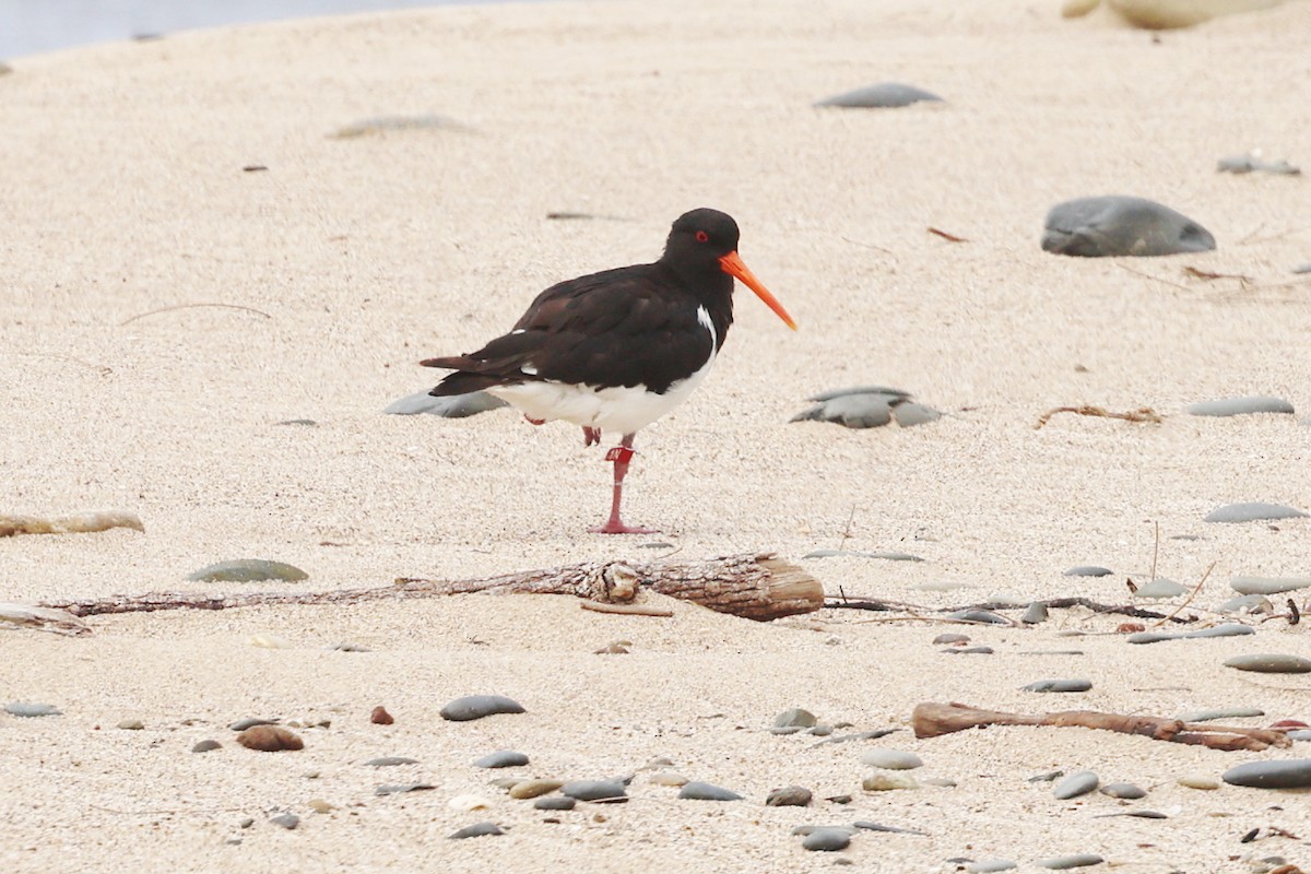 South Island Oystercatcher - ML647320337