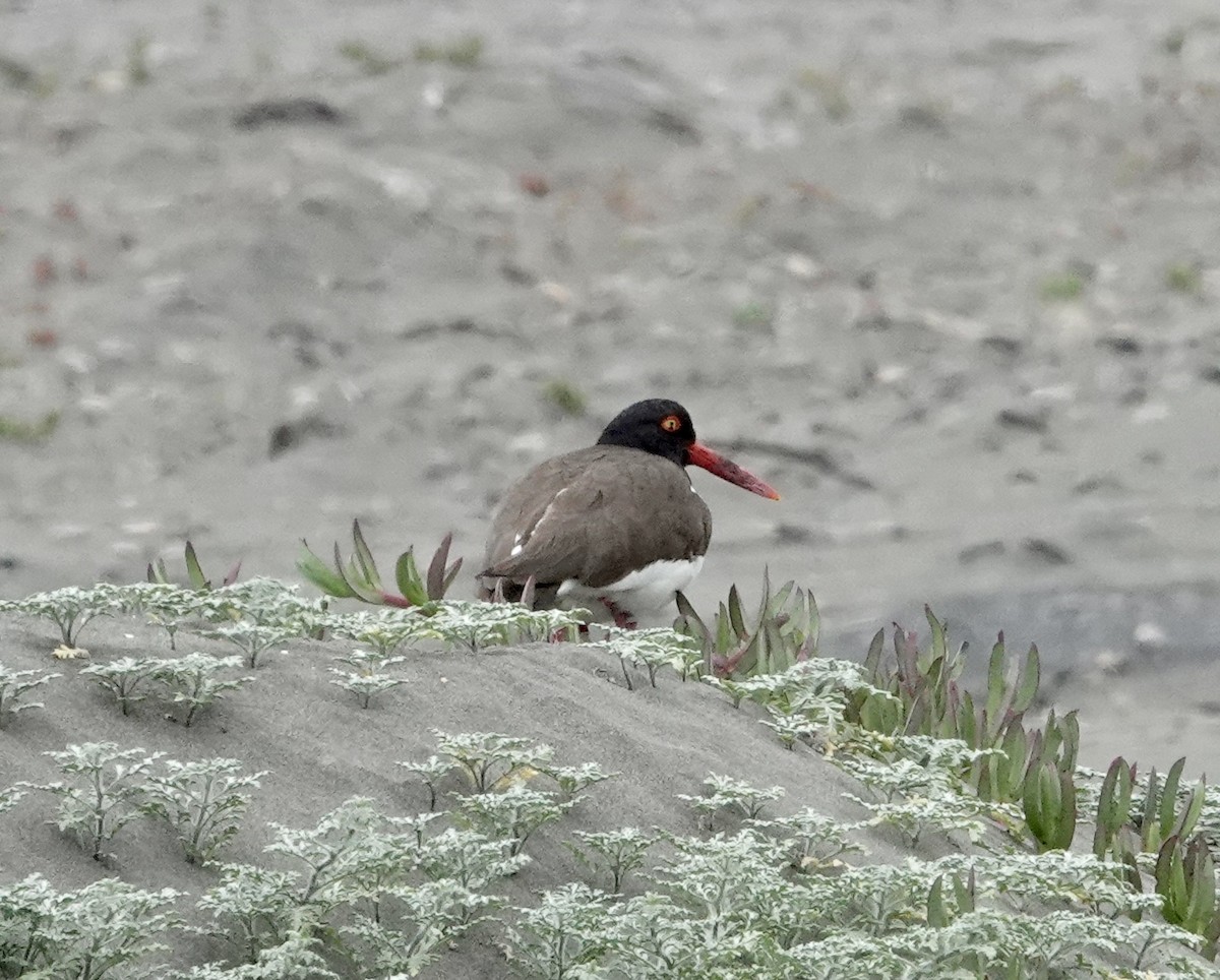 American Oystercatcher - ML647320338