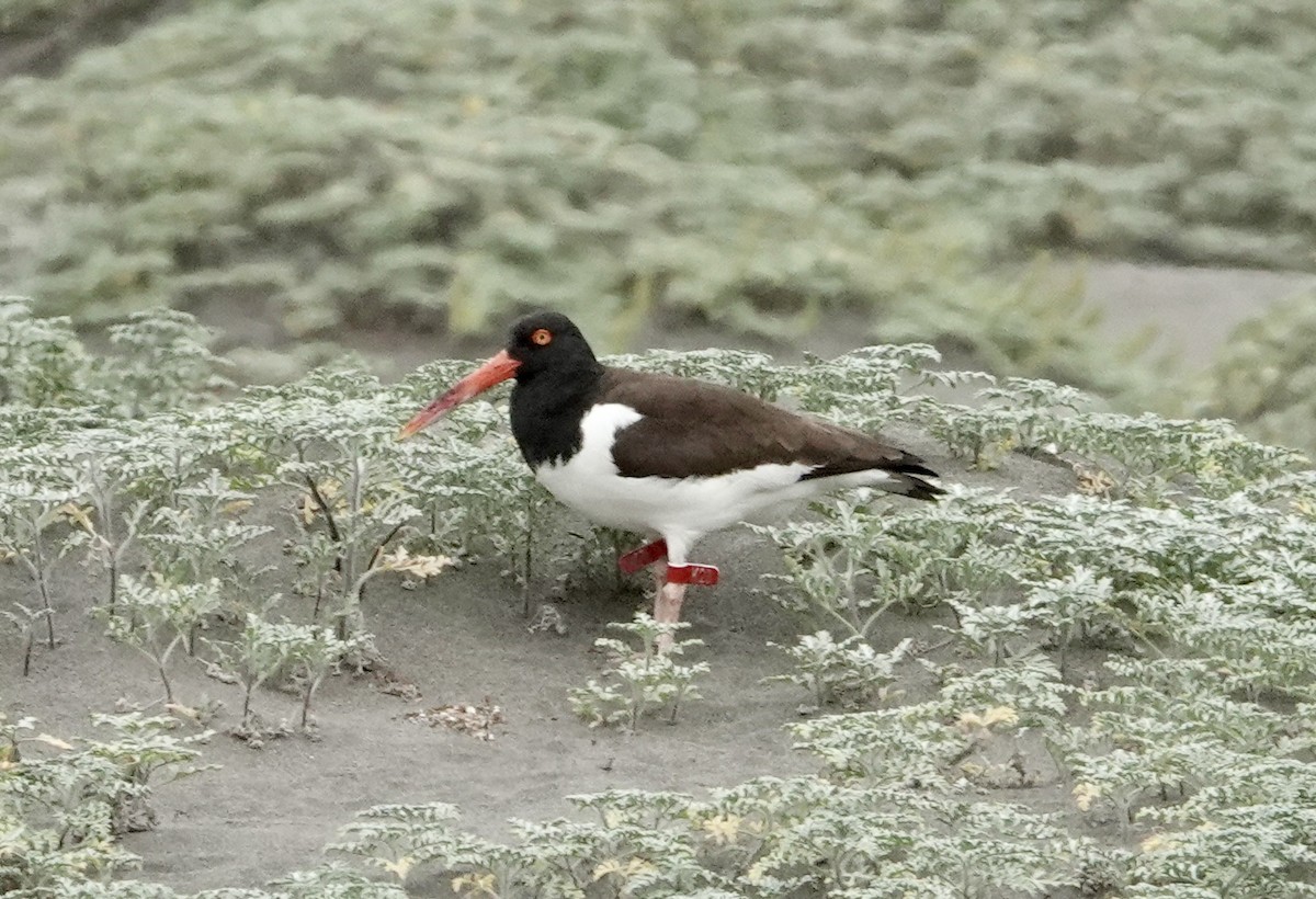 American Oystercatcher - ML647320339