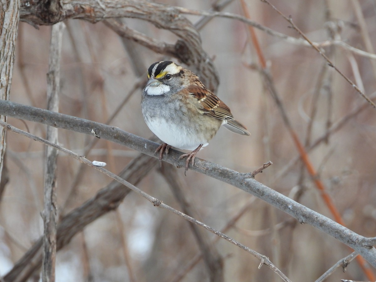 White-throated Sparrow - ML647320341