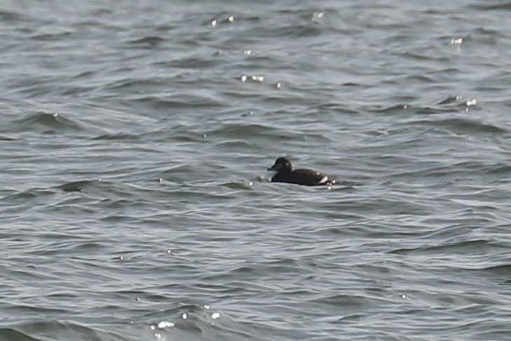 White-winged Scoter - ML647320342