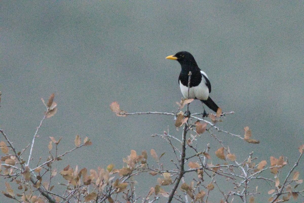 Yellow-billed Magpie - ML647320343