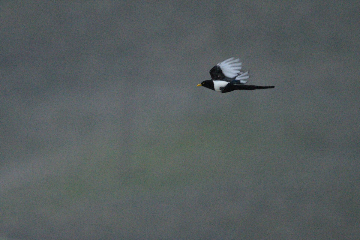 Yellow-billed Magpie - ML647320344