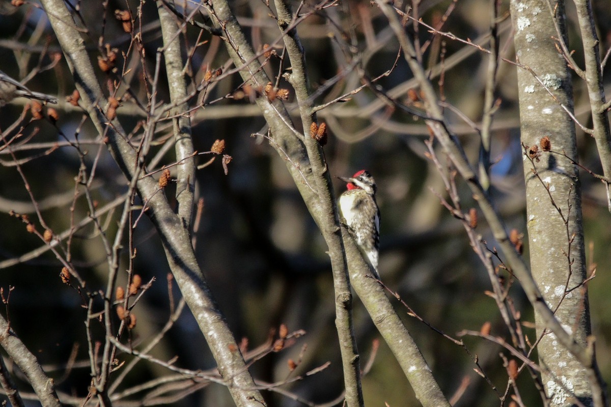 Yellow-bellied Sapsucker - ML647320345