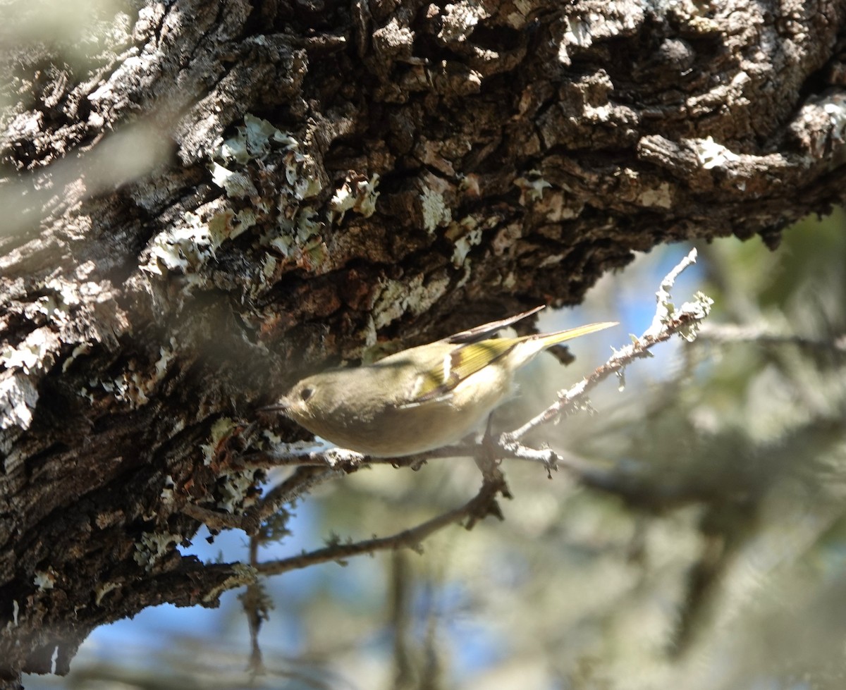 Ruby-crowned Kinglet - ML647320346