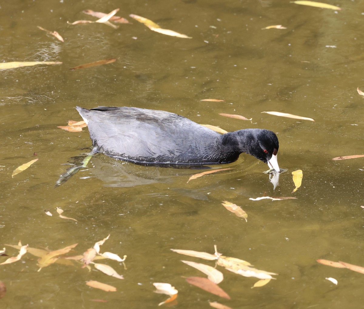 American Coot - ML647320347