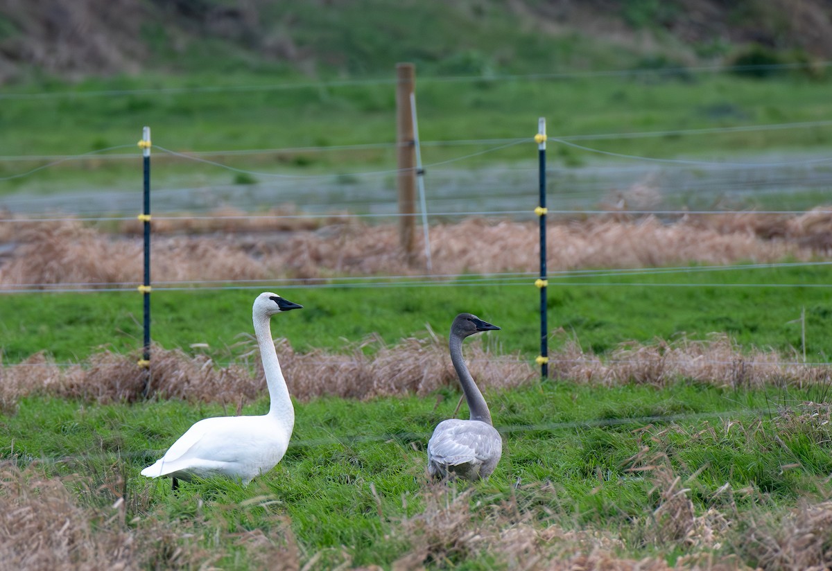 Trumpeter Swan - ML647320348