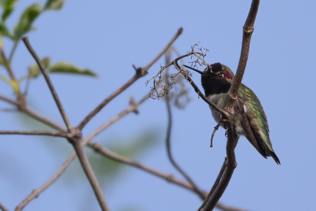 Anna's Hummingbird - ML647320349