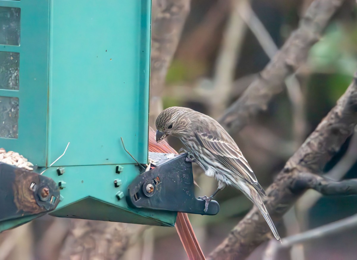 House Finch - ML647320351