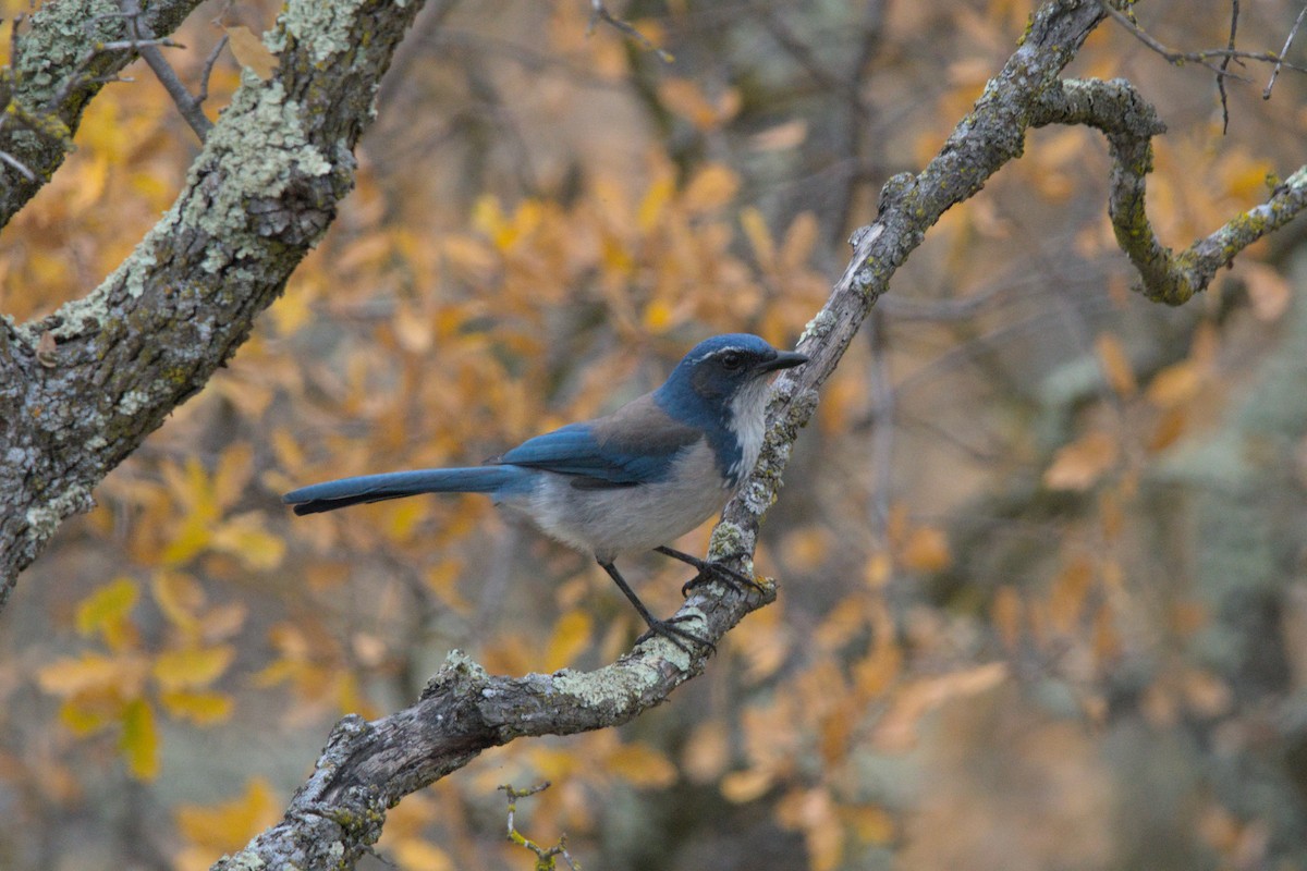 California Scrub-Jay - ML647320353