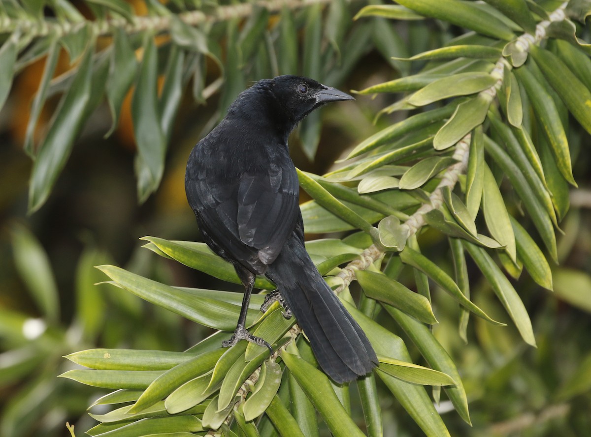 Melodious Blackbird - ML647320355