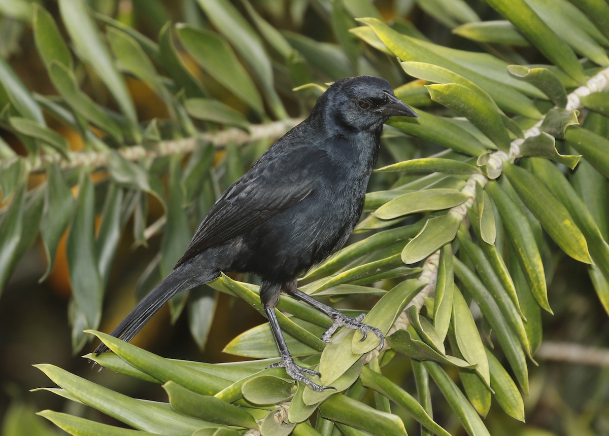 Melodious Blackbird - ML647320356