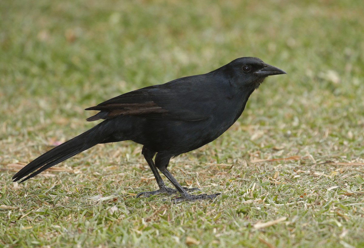 Melodious Blackbird - ML647320357