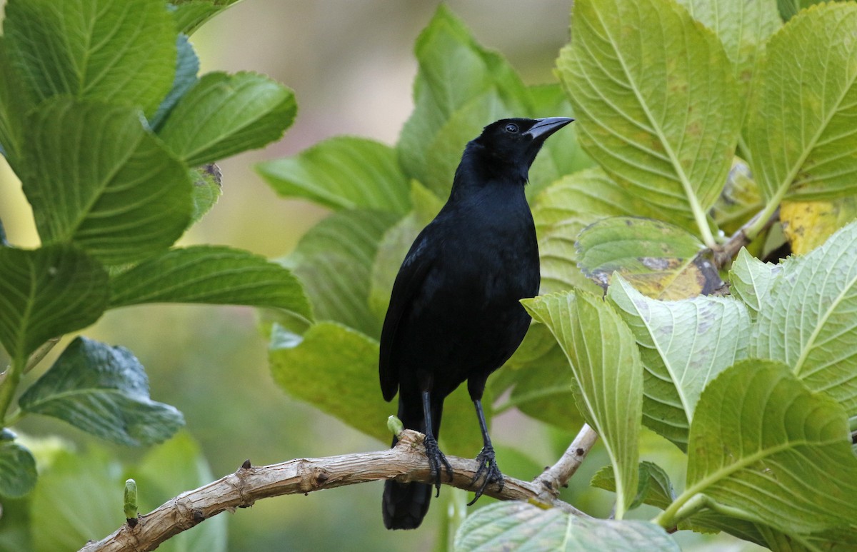 Melodious Blackbird - ML647320358