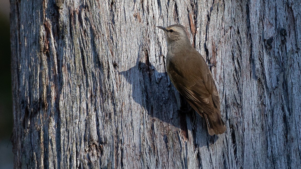 Brown Treecreeper - ML647320360