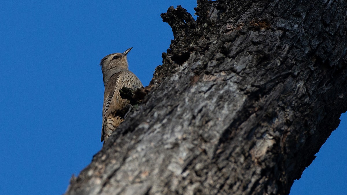 Brown Treecreeper - ML647320361