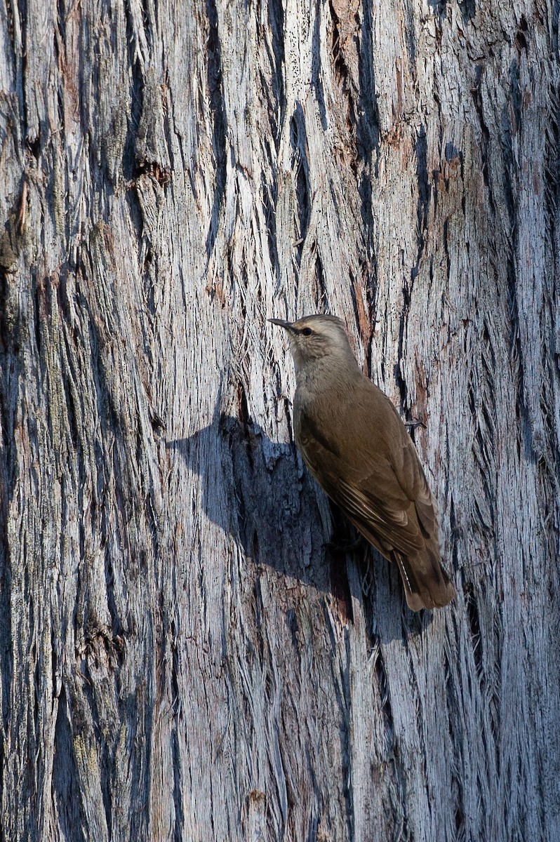 Brown Treecreeper - ML647320362
