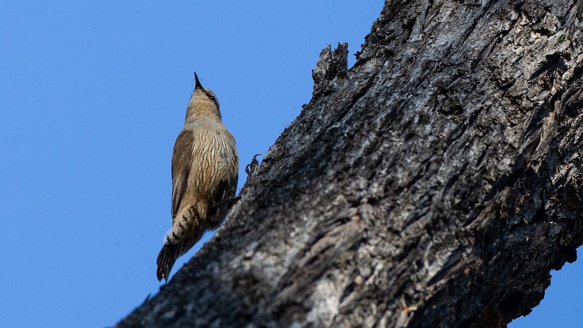 Brown Treecreeper - ML647320363