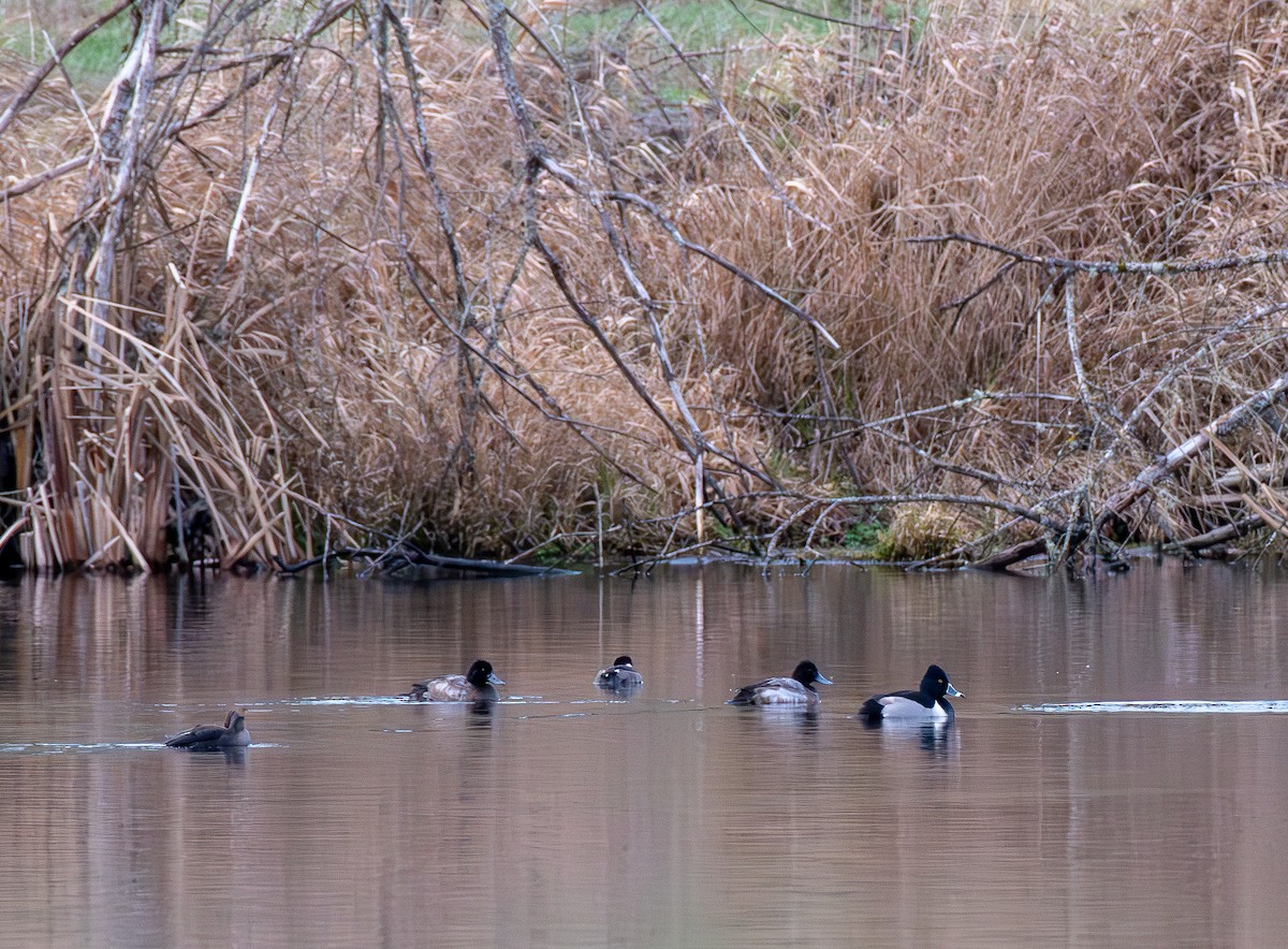 Ring-necked Duck - ML647320364