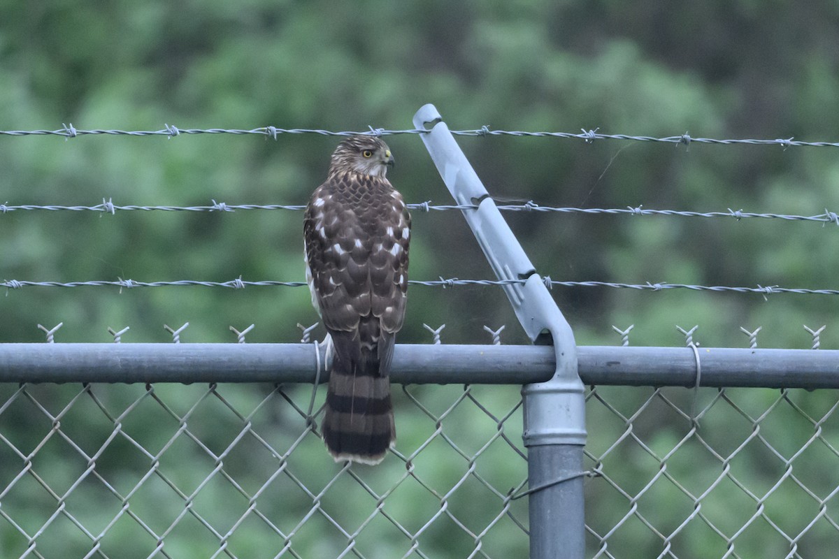 Cooper's Hawk - ML647320369
