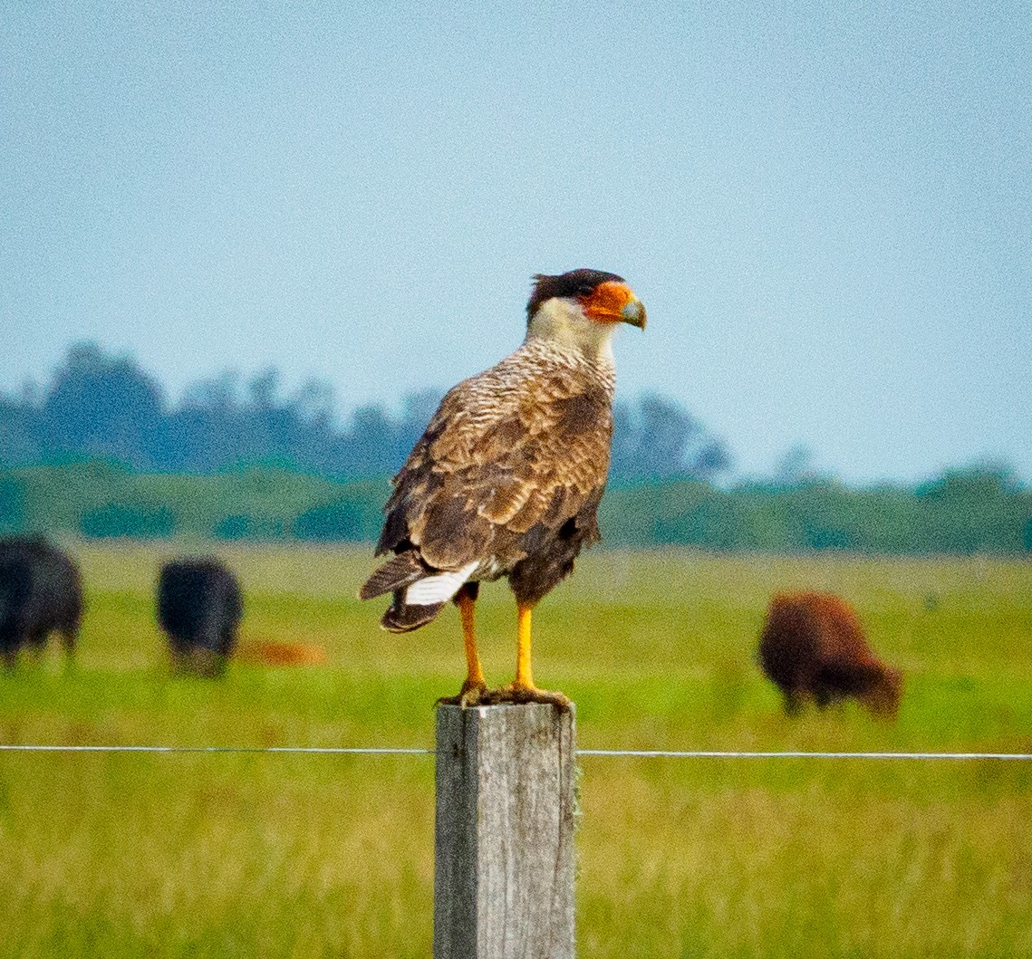 Crested Caracara - ML647320371