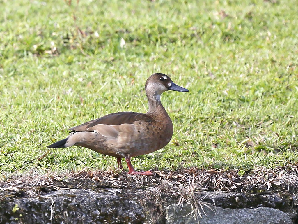 Brazilian Teal - ML647320372