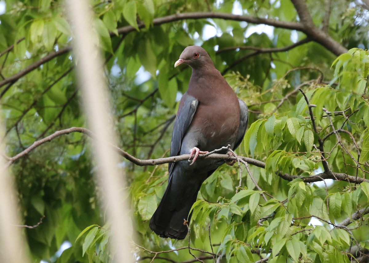 Red-billed Pigeon - ML647320383