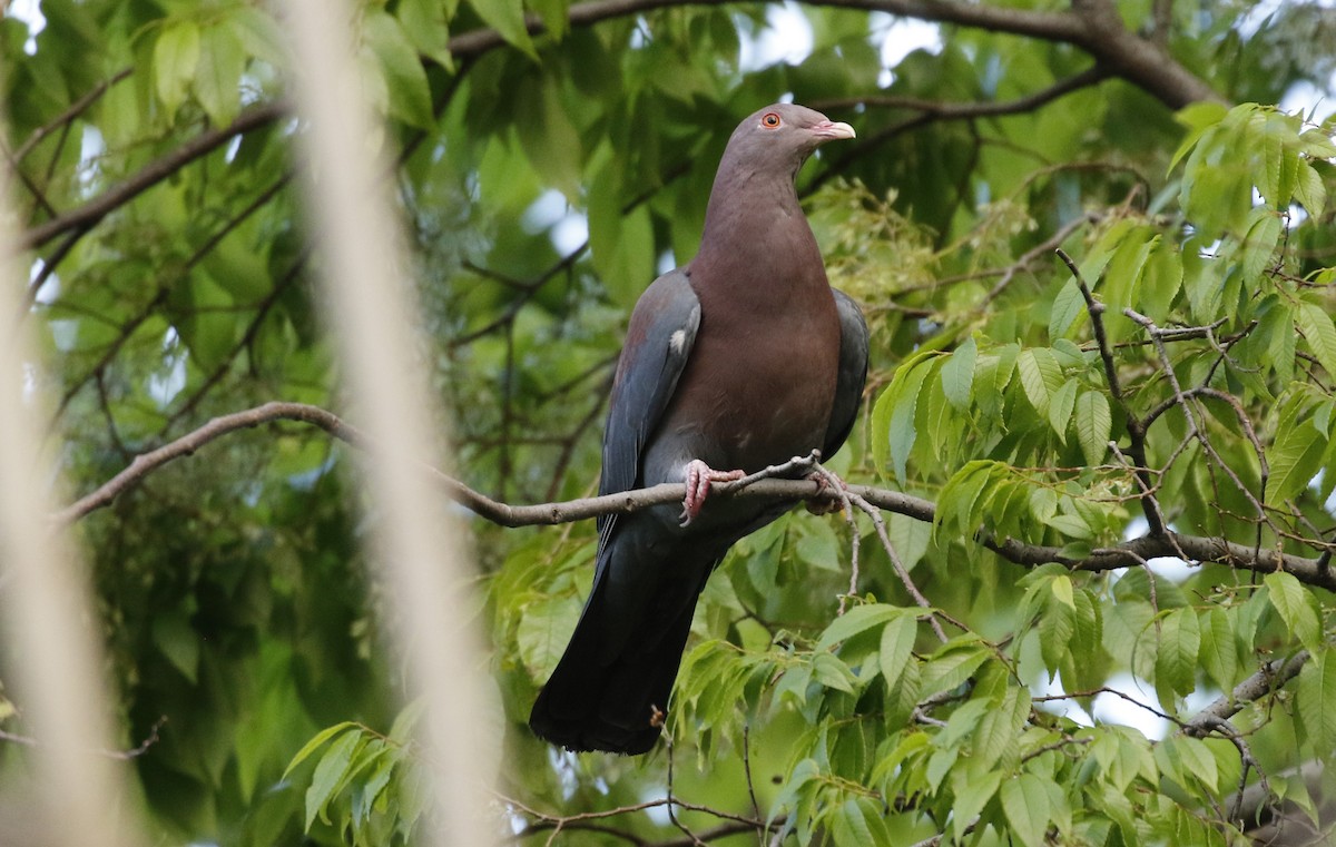 Red-billed Pigeon - ML647320384