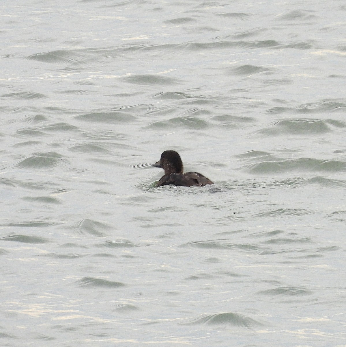 turpan žlutozobý - ML647320386