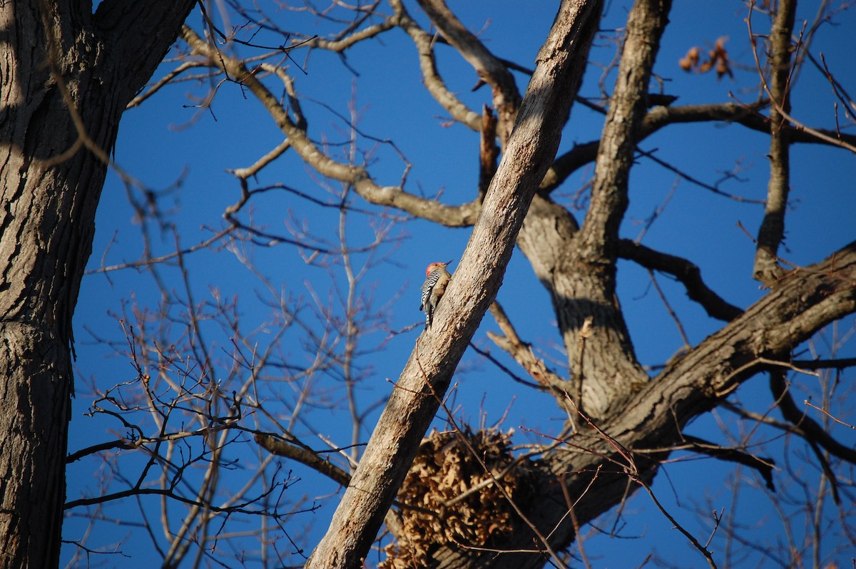 Каролинский дятел - ML647320398