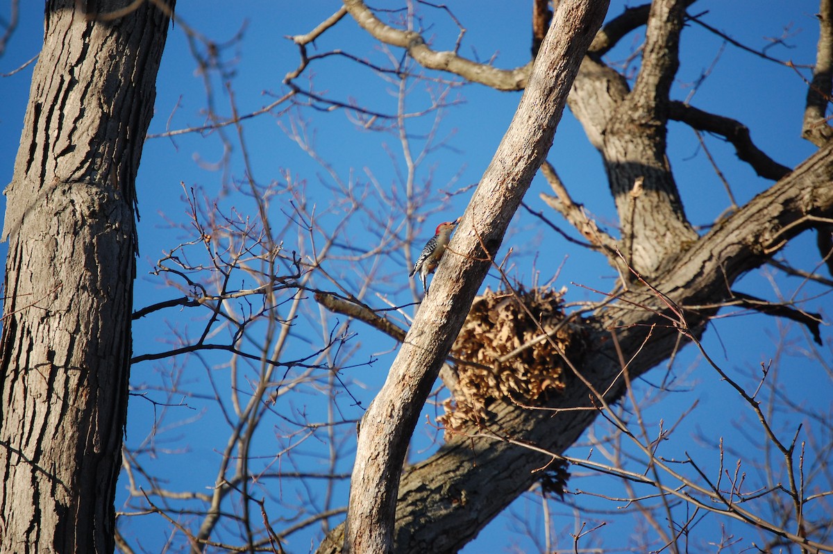 Каролинский дятел - ML647320399