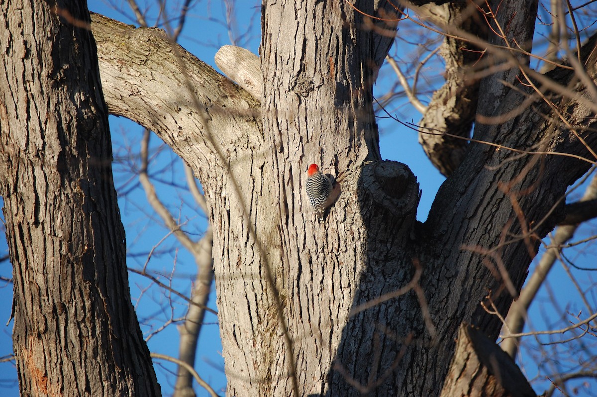 Каролинский дятел - ML647320400