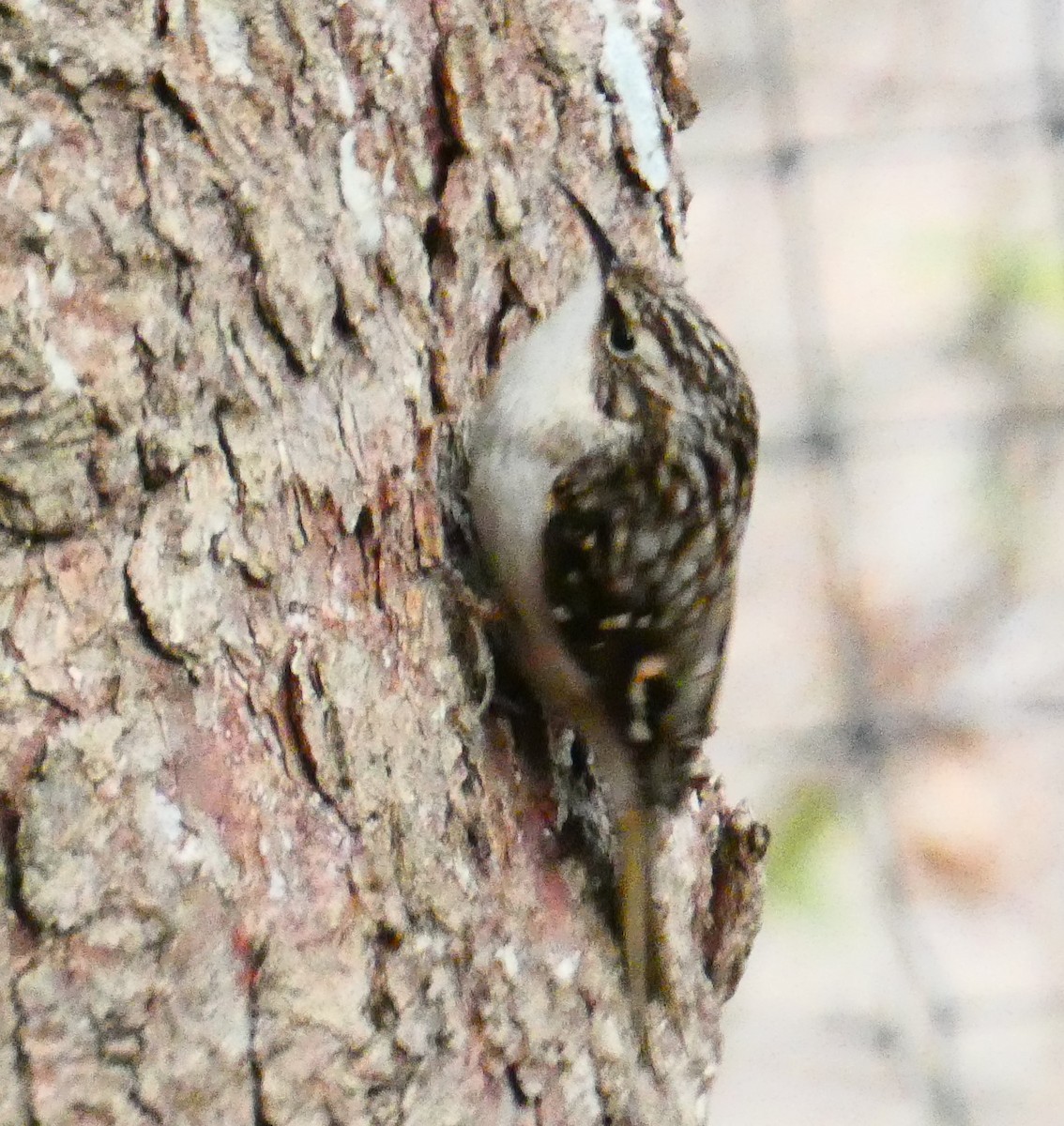 Brown Creeper - ML647320406