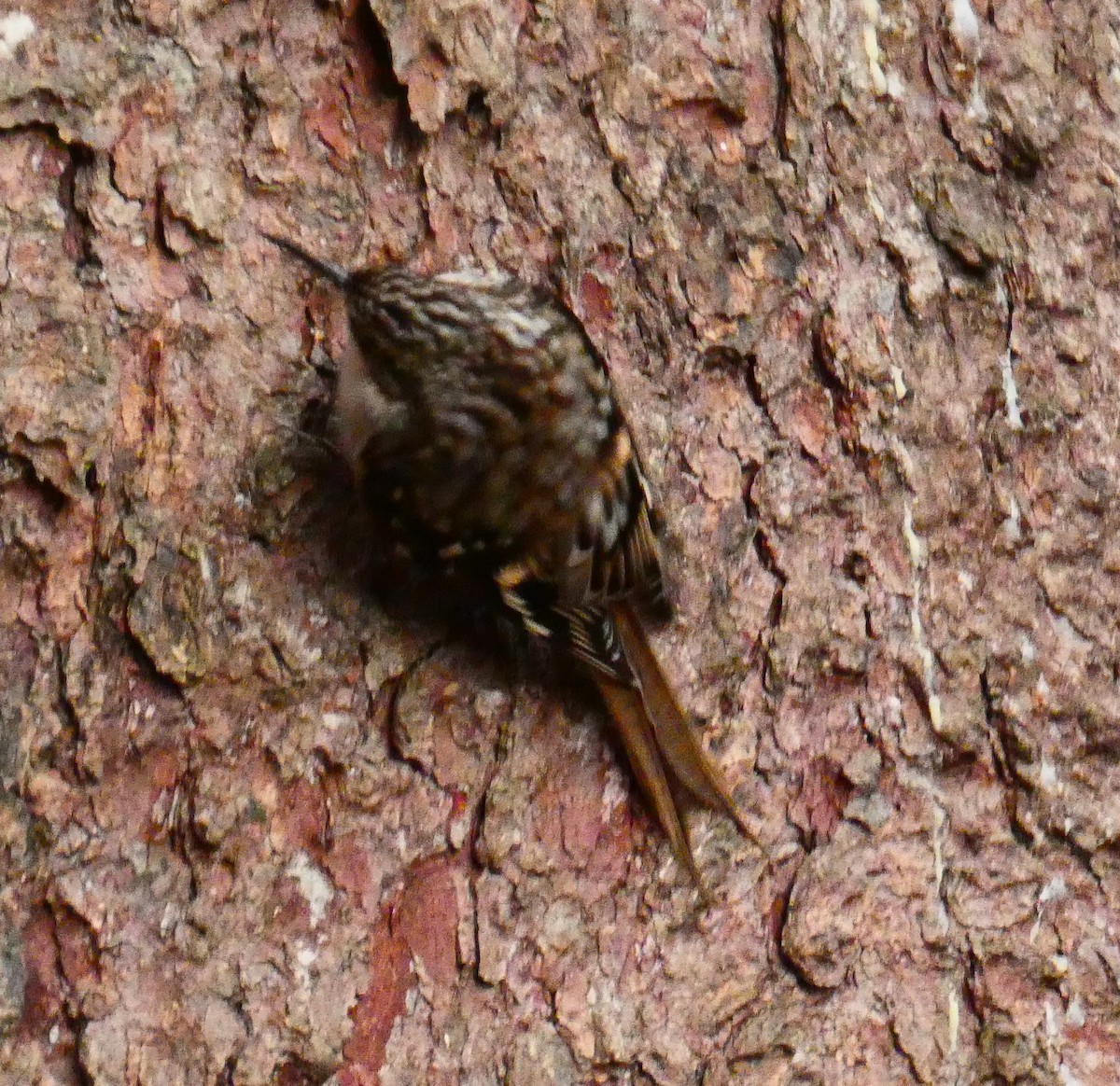 Brown Creeper - ML647320407