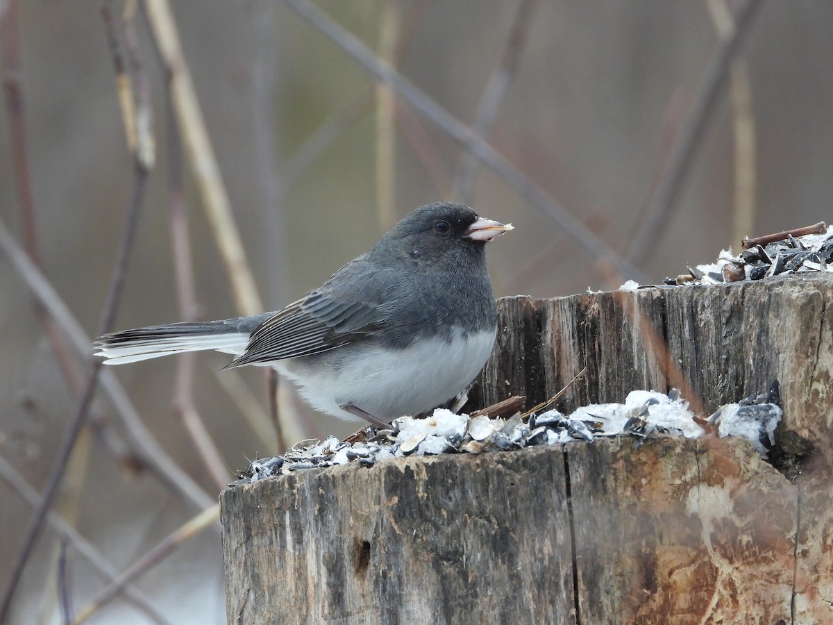 Junco Ojioscuro - ML647320408