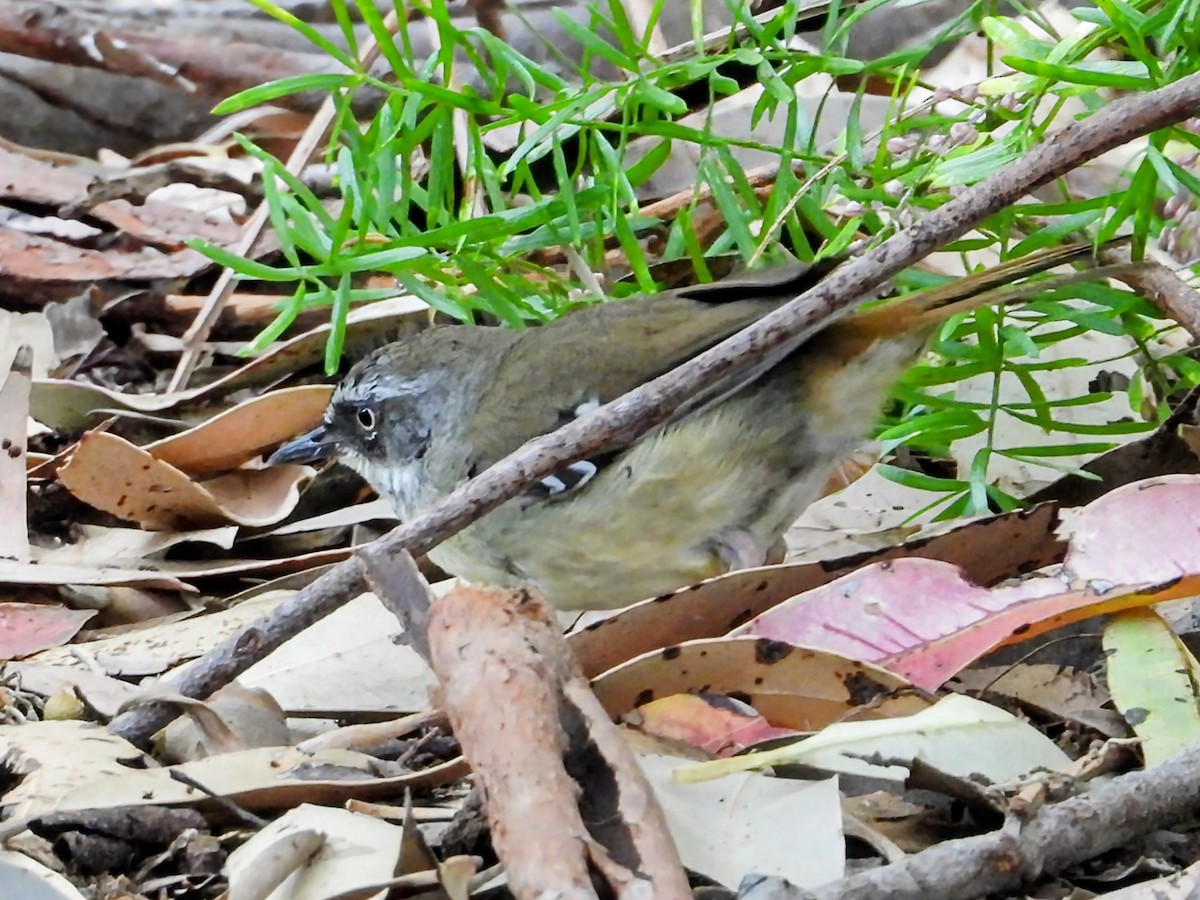 White-browed Scrubwren - ML647320409