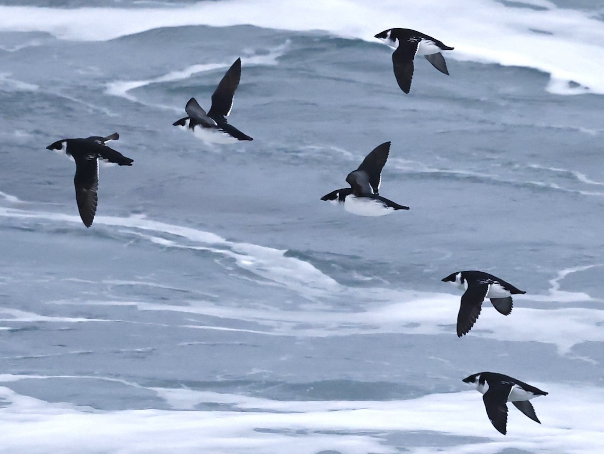 ヒメウミスズメ - ML647320416