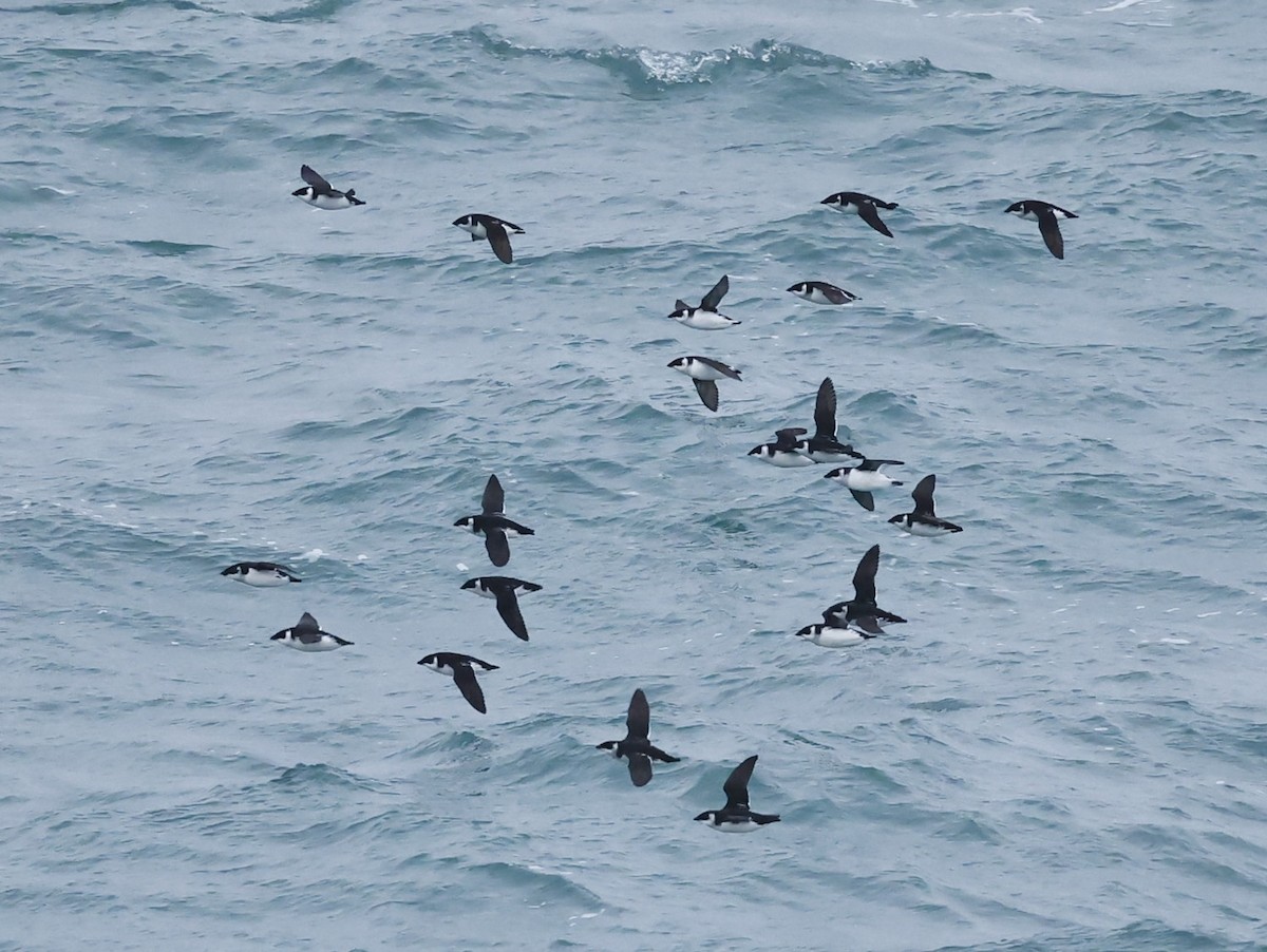 ヒメウミスズメ - ML647320417