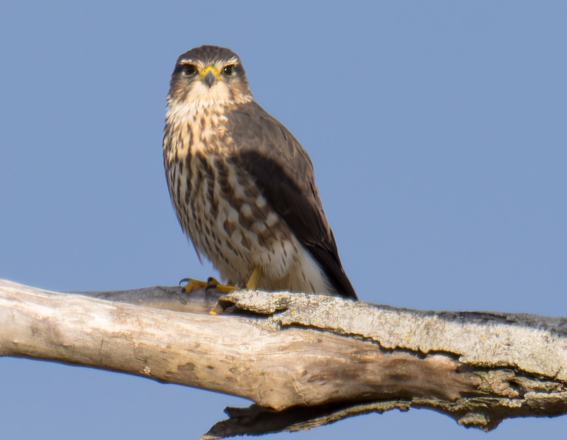 Merlin - ML647320421