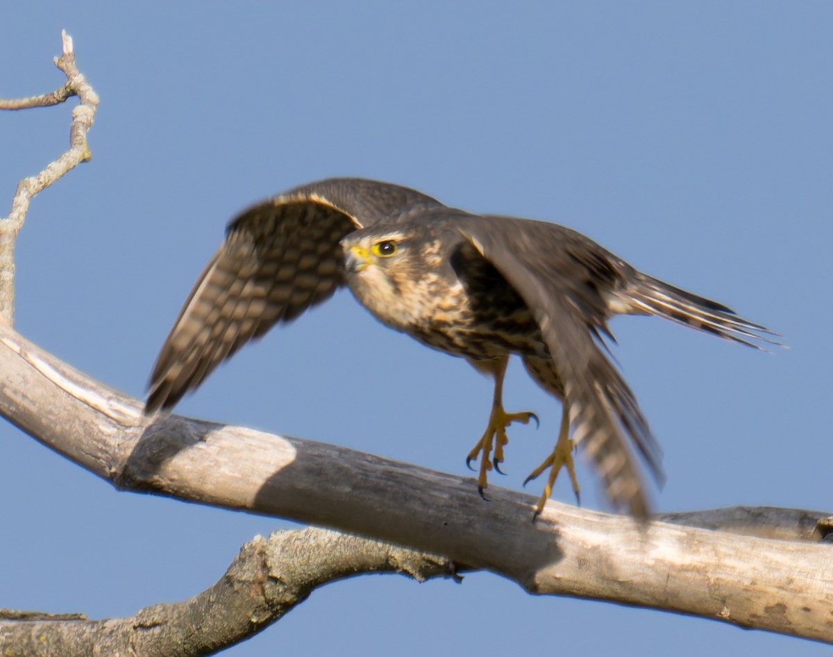 Merlin - ML647320422