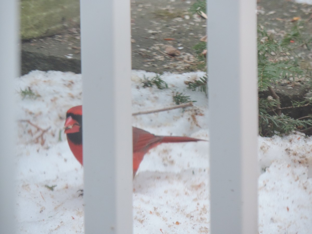 rødkardinal - ML647320426