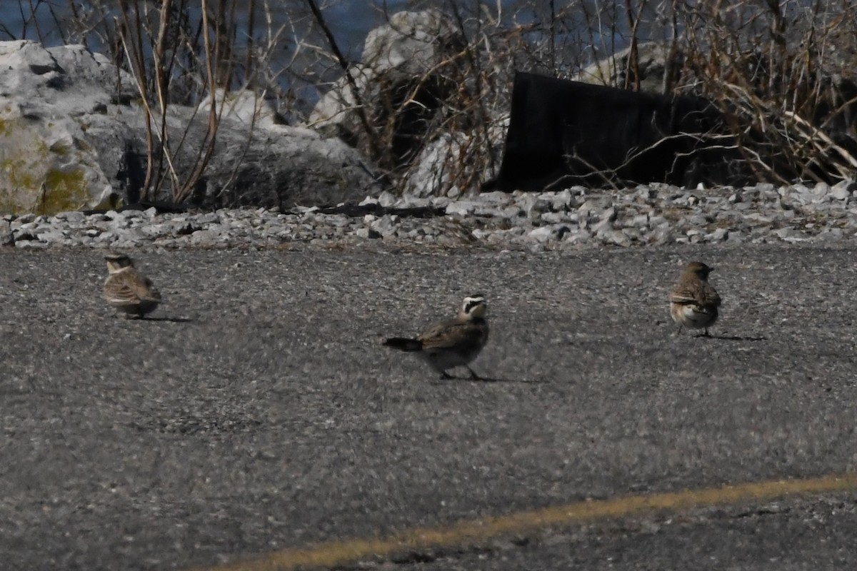 Alondra Cornuda - ML647320428