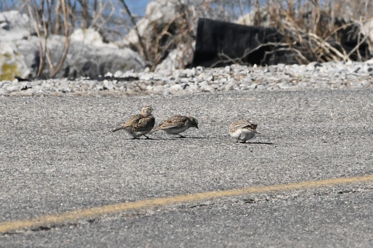 Alondra Cornuda - ML647320429