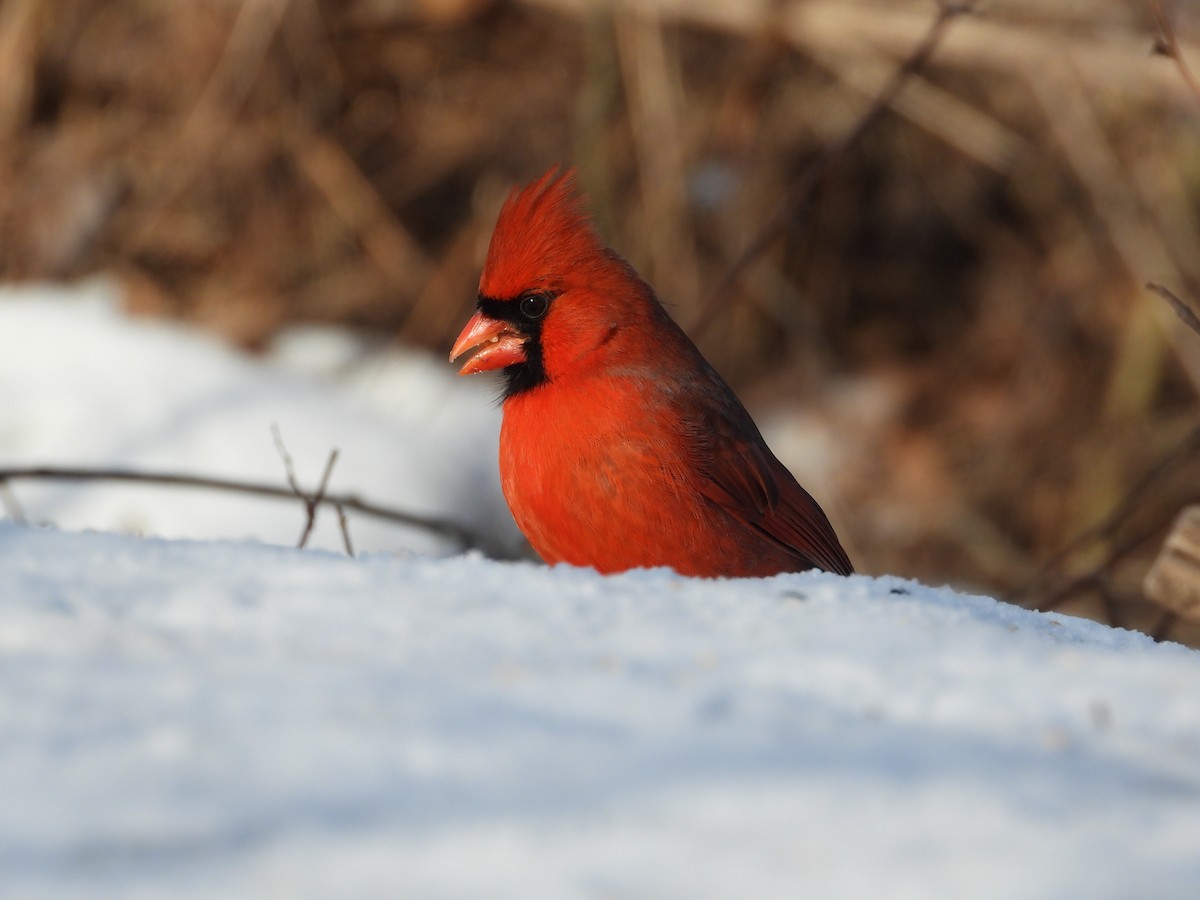 rødkardinal - ML647320431